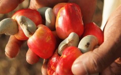 La plupart des usines de cajou sont en train de fermer, selon n'kalô